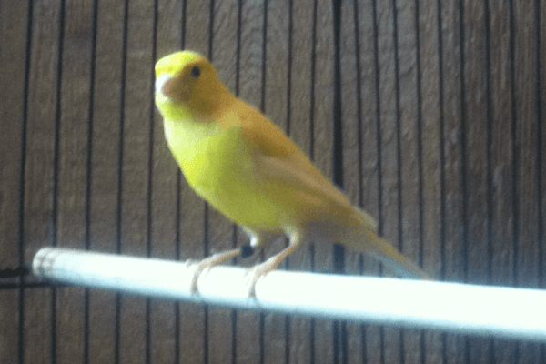 Canaries / Canary