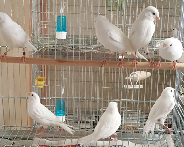 White Recessive For Sale from 2017