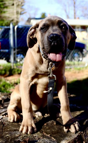 Cane Corso ICCf registered