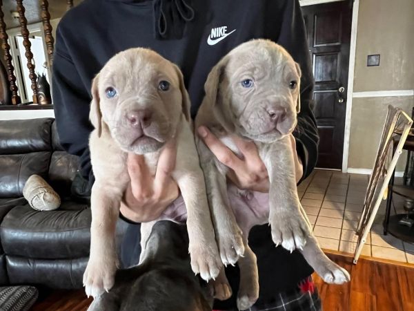 5 half Cane Corso half Blue Nose for sale