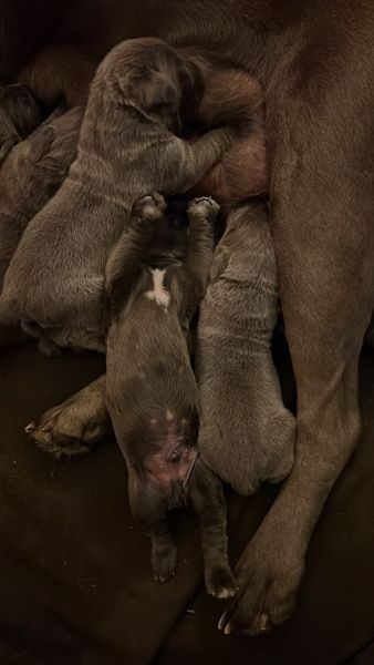 ICCF cane corso puppies