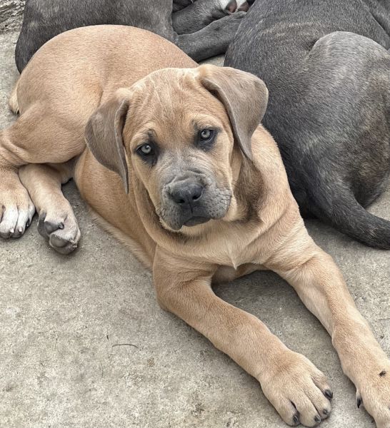 Insta @Kastlegate_coros Sire Django & Dam Dusse first beautiful litter