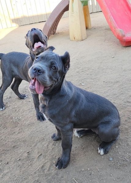 Cane corso