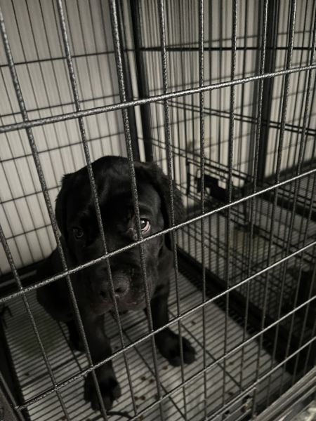 Cane Corso Puppy Available