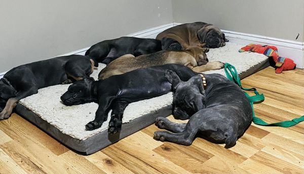 Cane Corso Puppies