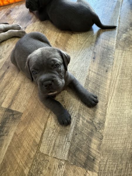 Cane Corso Puppies