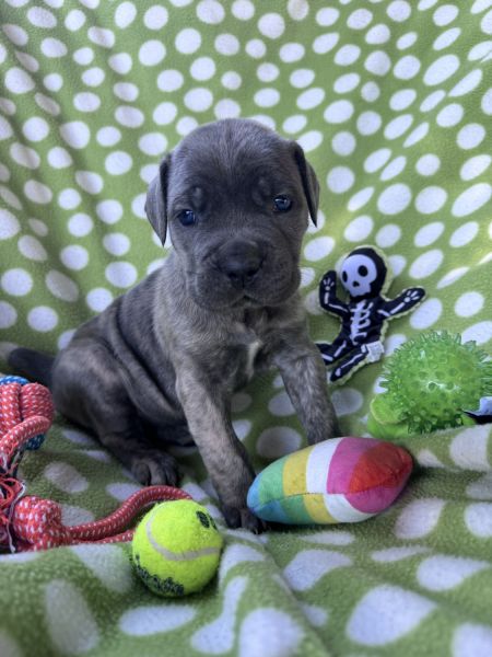 Purebred 7 week old Cane Corso Puppies Available September 28th