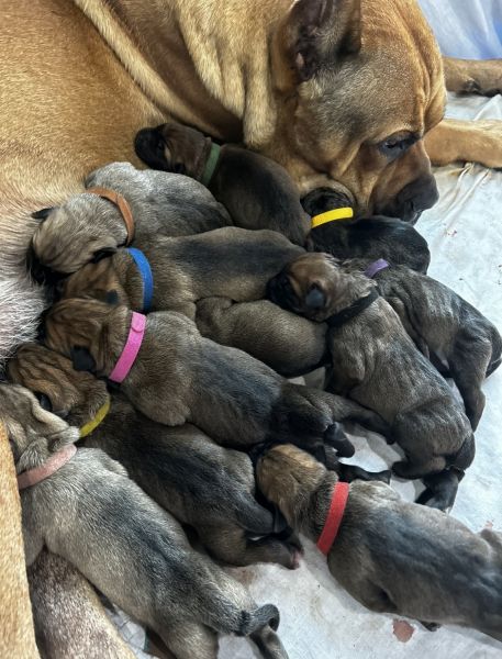 AKC Cane Corso Puppies