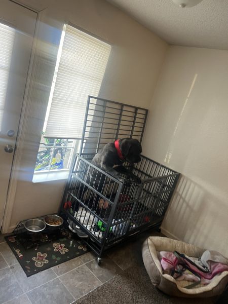 Wanna add to the family and is willing to Love and care for him give m