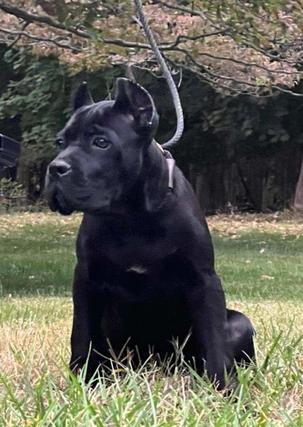 Cane Corso Female Puppies from Champion Bloodlines