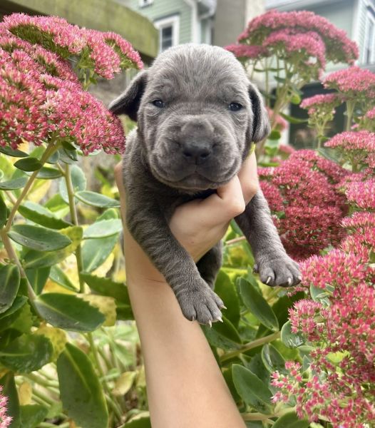 Cane Corso Puppies