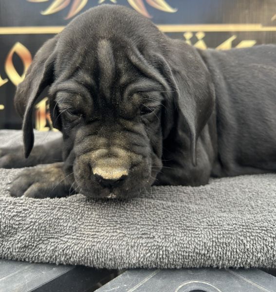 Puppies Ready to go home Now