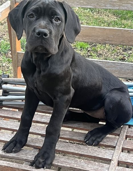 Female Cane Corso Ready For 4Ever Home -- $1,100
