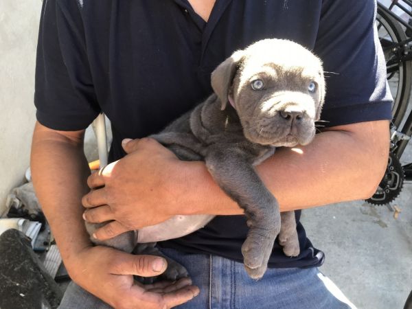 CANE CORSO PUPPIES