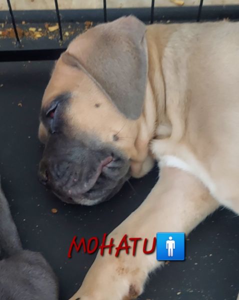 Cane Corso puts at 10 weeks born 10/30/24