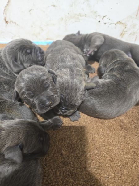 Italiano Cane Corso puppies