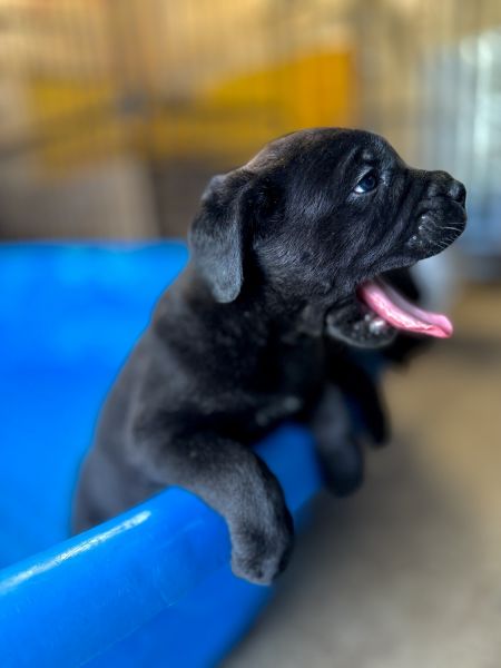 Cane Corso Puppies