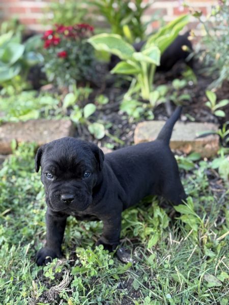 Beautiful Cane Corso Puppies
