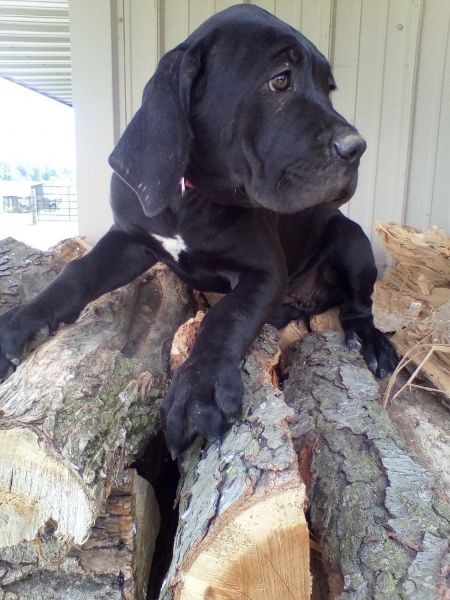 Cane corso puppy