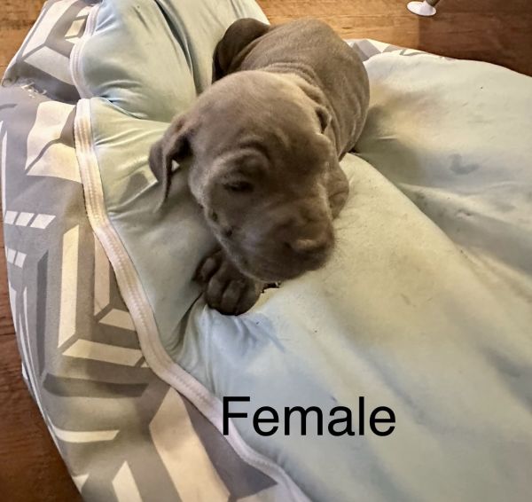 Blue Corso pups for sale