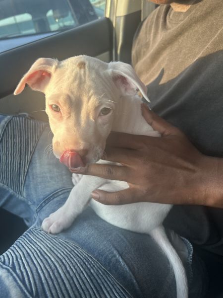 She is 6weeks mixed with pit
