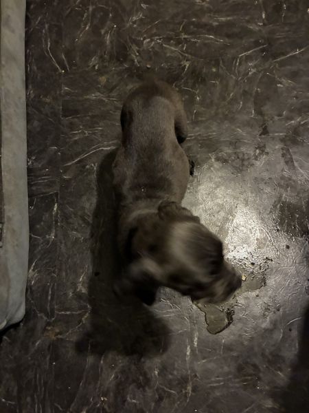 *** Tex or callcall if ur interested full breed came cane corso