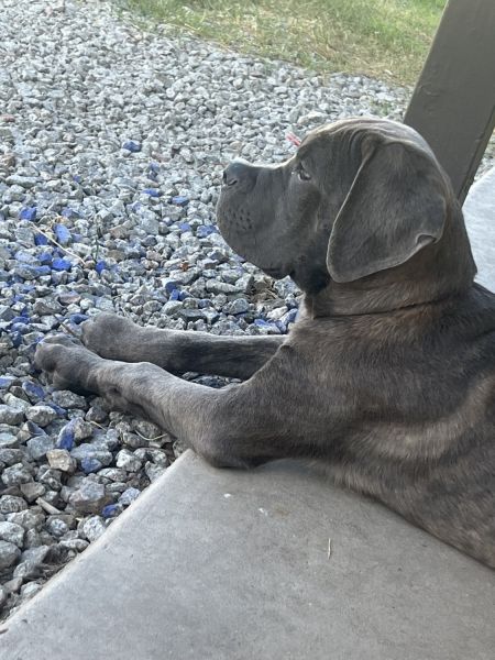 Cane corso