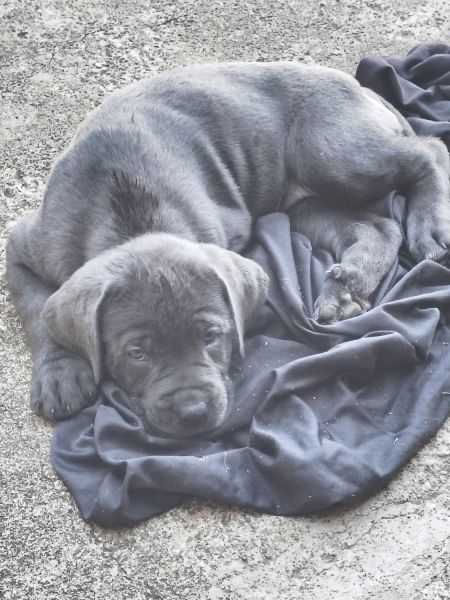 Cane Corso puppies for sale