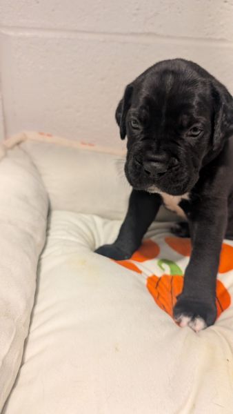 Cane Corso puppy
