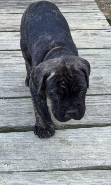 Puppy love at first sight