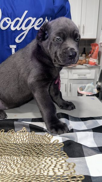 Cane Corso