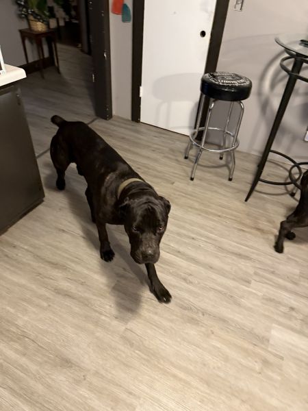 Looking for good home