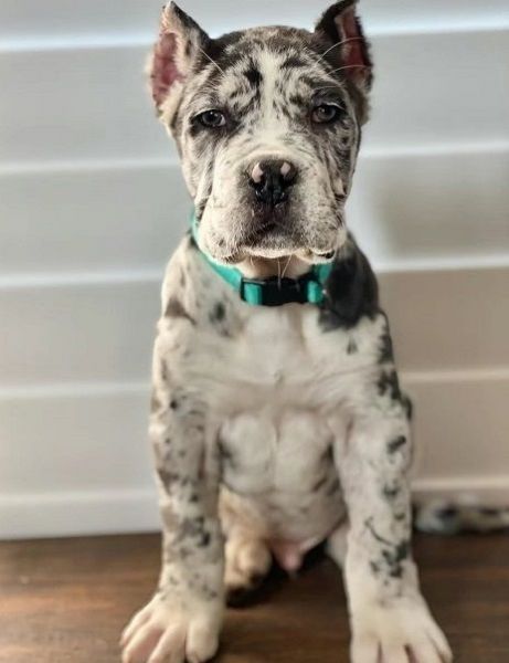 Free To go Cane Corso Puppies