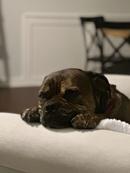 Loving Home Needed for Bruno – 6-Year-Old Cane Corso / English Bulldog