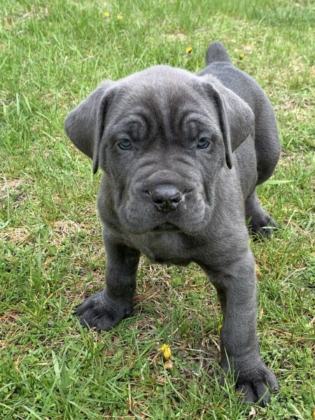 Cane corso puppies