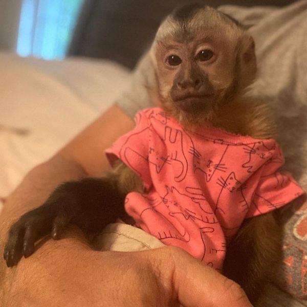3 months old Capuchin monkey