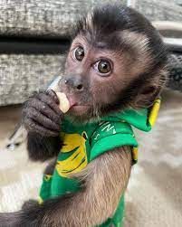 GORGEOUS CAPUCHIN MONKEYS FOR SALE
