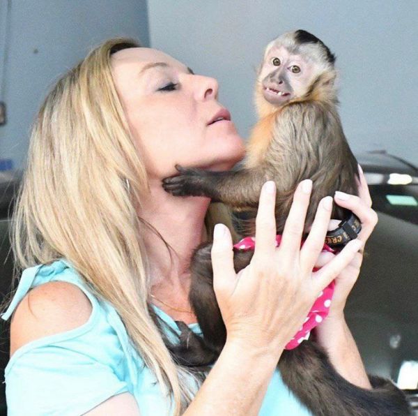 Amazing capuchin monkey
