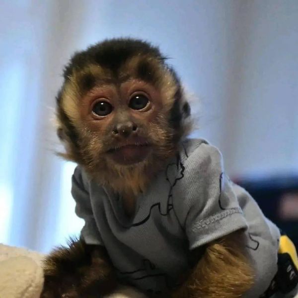 CAPUCHIN MONKEYS AVAILABLE FOR ADOPTION