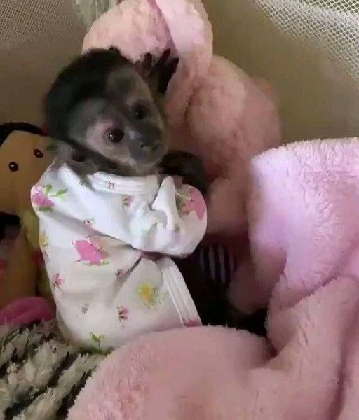 Beautiful Capuchin monkeys