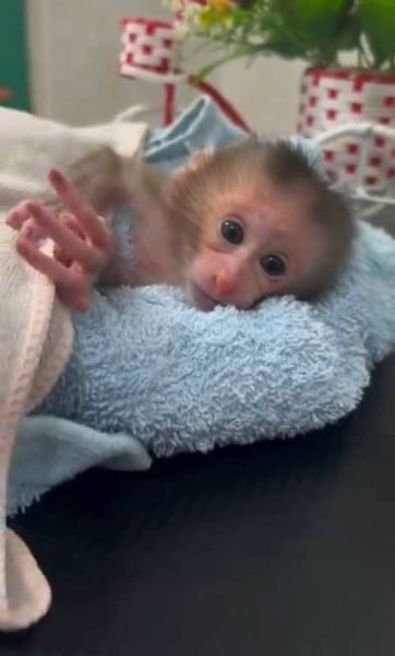 Capuchin for sale near me