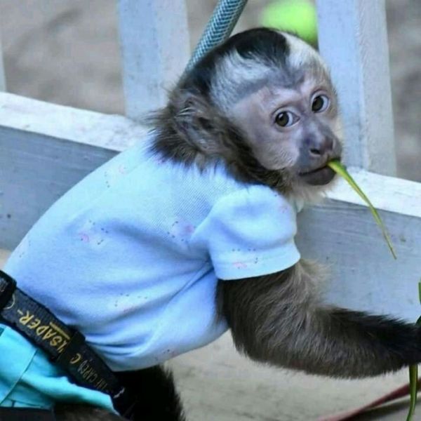 Capuchin monkey needing new homes