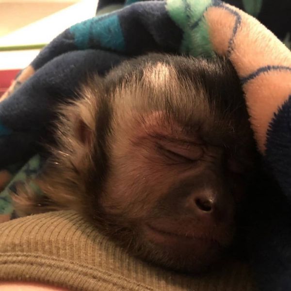 Precious capuchin monkey for sale