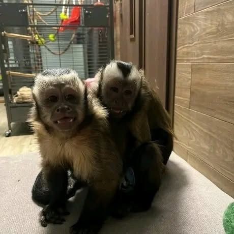 Capuchin for sale