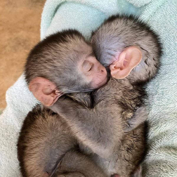 Emotional capuchin for sale