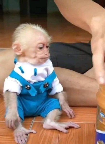 Well trained capuchin for sale