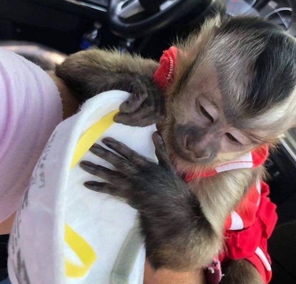 Capuchin for sale
