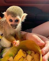 Capuchin for adoption