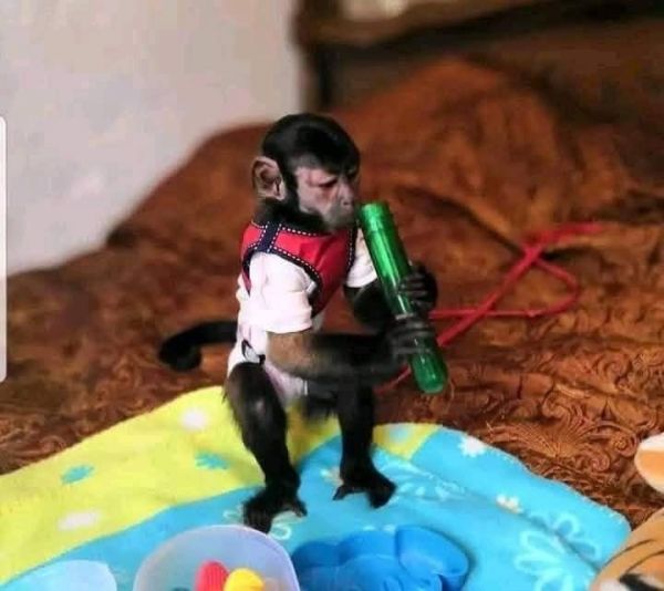 Emotional support capuchin for sale