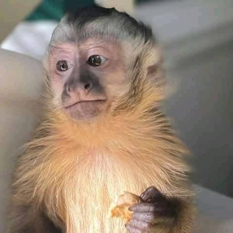 capuchin monkey